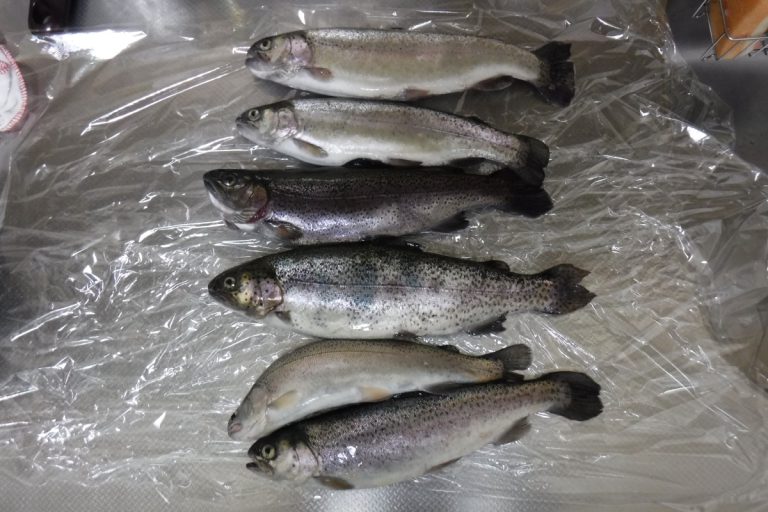 11/17 しらこばと水上公園プールフィッシング 管釣りチャンネル