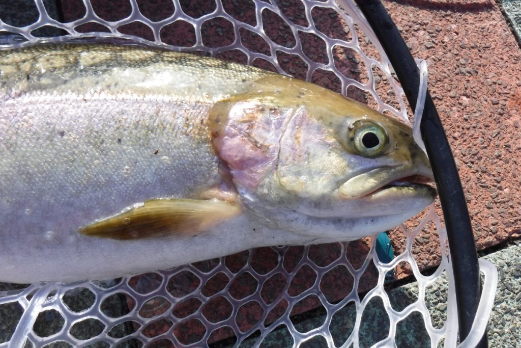 管理釣り場シーズンまでもう少し準備をしよう 管釣りチャンネル