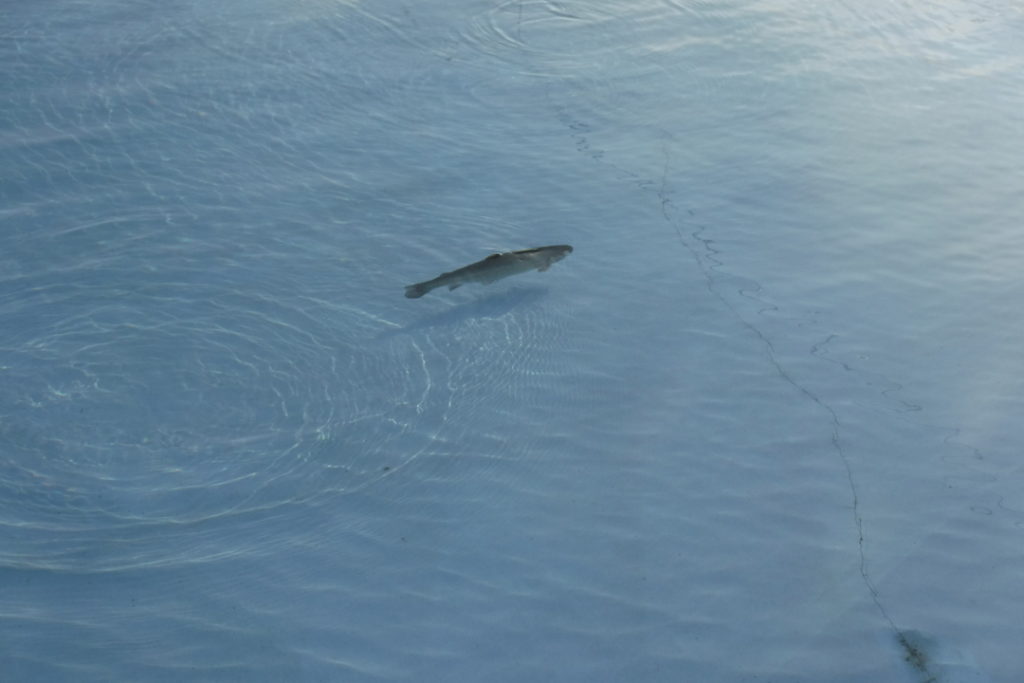 クリアウォーターで魚が丸見え
